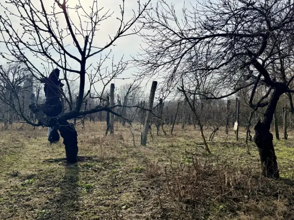 Eladó Szőlős, Oroszlány 1500 m² 7.5 M Ft