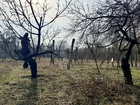 Eladó telek, Oroszlány 1500 m² 7.5 M Ft